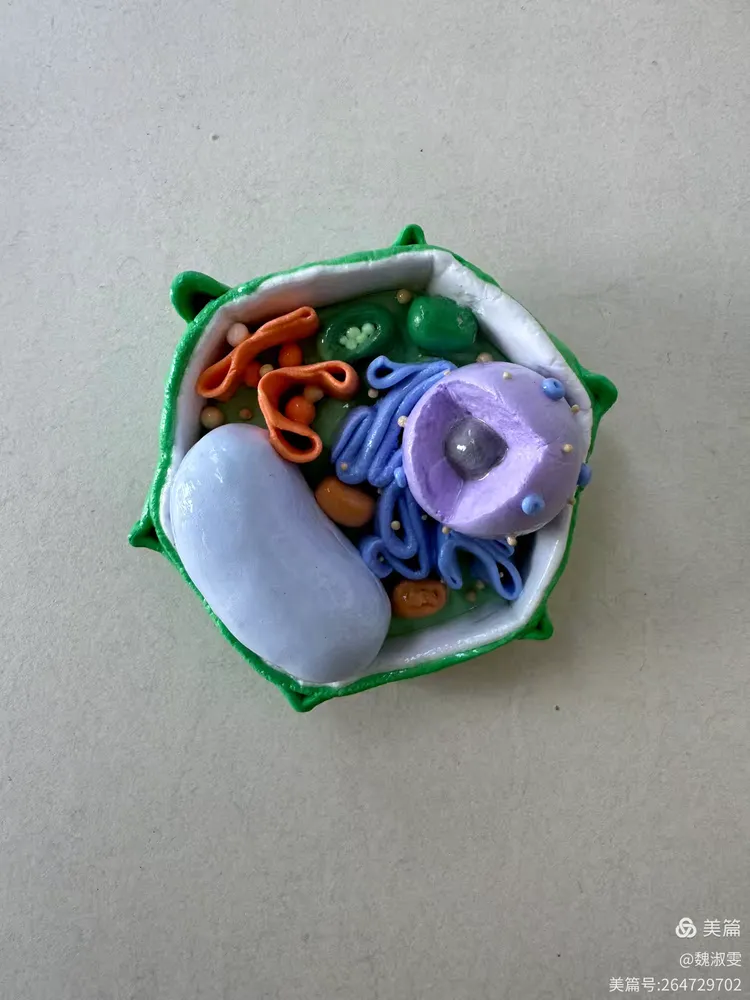 见细胞之微,望生命之美